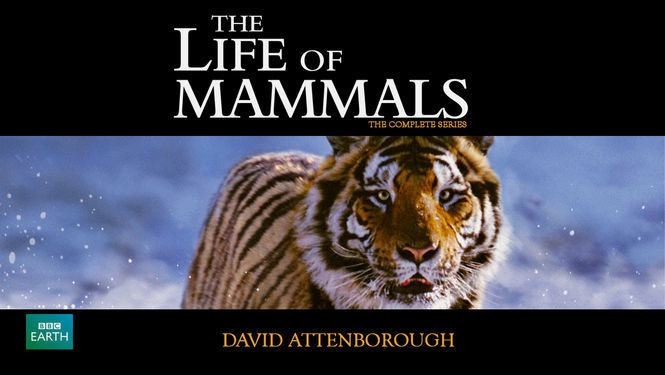 The Life of Mammals The Life of Mammals 2002 for Rent on DVD DVD Netflix