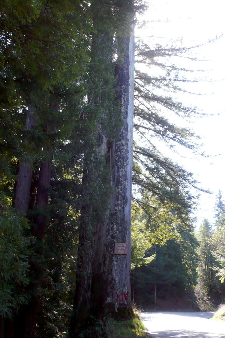 The Old Arrow Tree, California