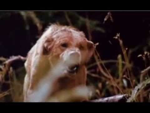 The Pack (1977 film) The pack 1977 Trailer YouTube