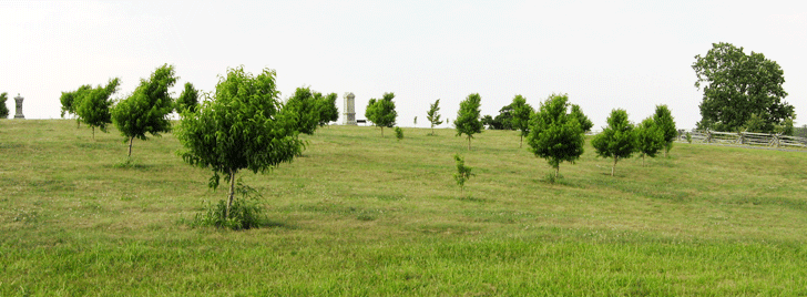 The Peach Orchard The Peach Orchard on the Gettysburg battlefield