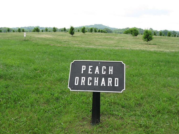 The Peach Orchard Sherfy39s Peach Orchard Progess Two Years After Planting