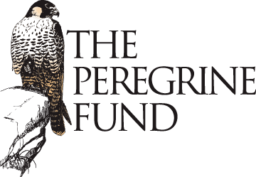 The Peregrine Fund httpsassetsperegrinefundorgvisualmedialogos