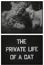 The Private Life of a Cat httpsimagesnasslimagesamazoncomimagesMM