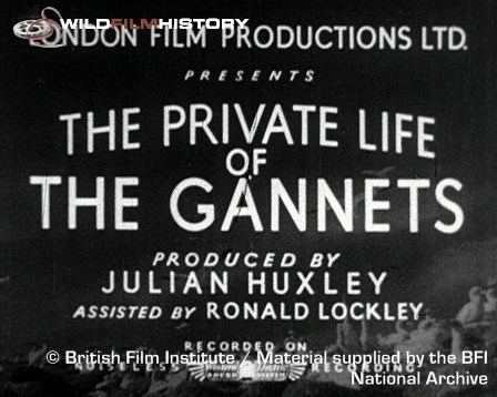 The Private Life of the Gannets WildFilmHistory The Private Life of the Gannets 1934