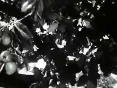 The Private Lives of Adam and Eve (film) The Private Lives of Adam and Eve 1960 Full Movie YouTube