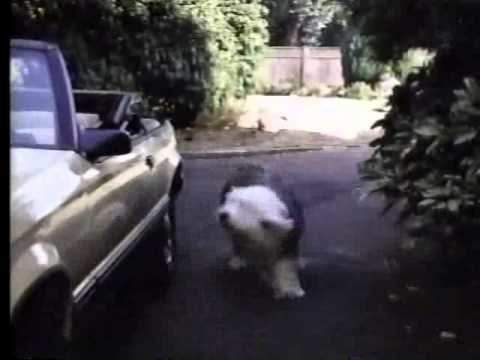 The Return of the Shaggy Dog Return Of The Shaggy Dog 1987 Disney Sunday Movie Promo YouTube