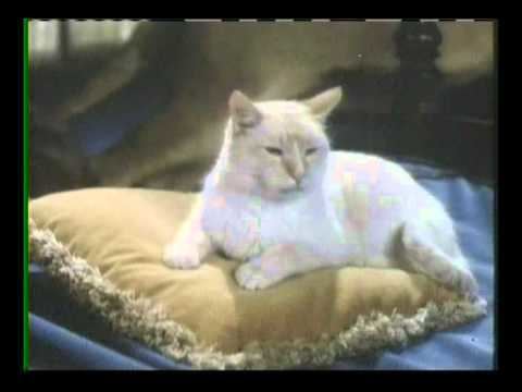 The Richest Cat in the World The Richest Cat in the World YouTube