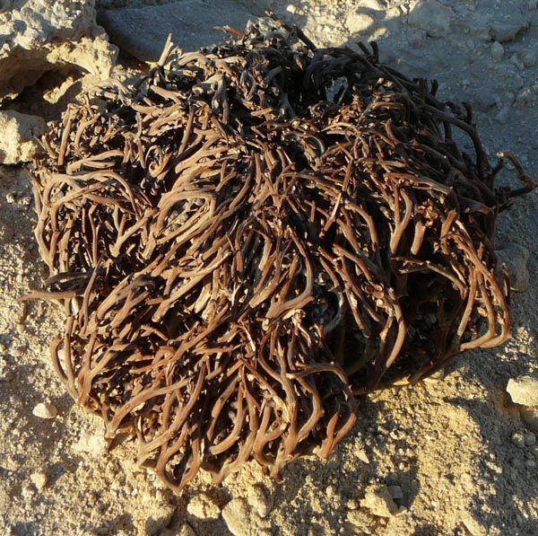 The Rose of Jericho