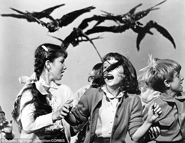 The Scared Crows movie scenes Reminiscent The Sunnyside scenes are reminiscent of the 1963 Hitchcock classic film The Birds