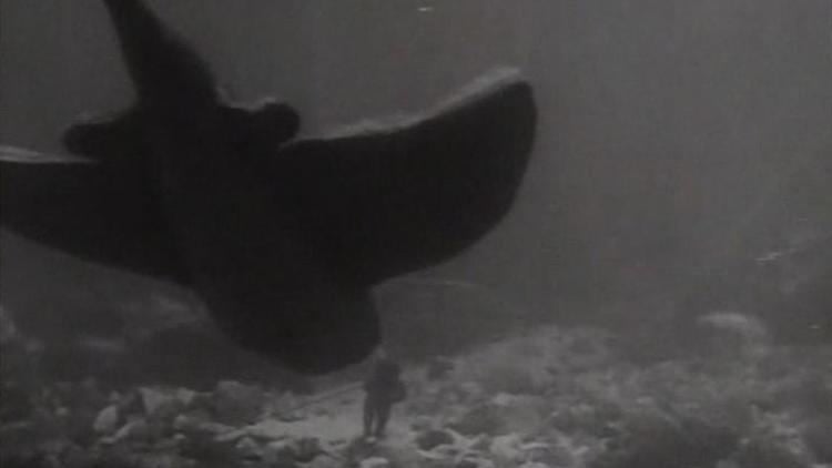 The Sea Bat The Sea Bat 1930 MUBI