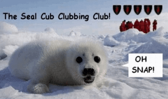 The Seal Cub Clubbing Club The Seal Cub Clubbing Club Index