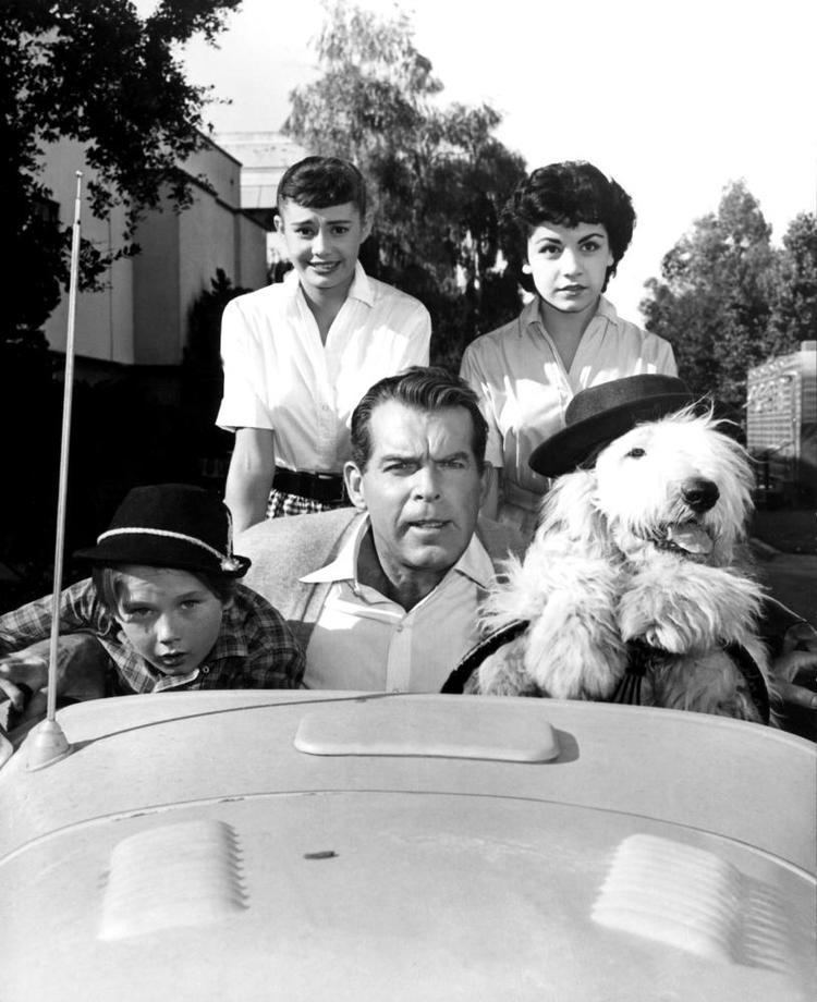 The Shaggy Dog (1959 film) Cineplexcom The Shaggy Dog
