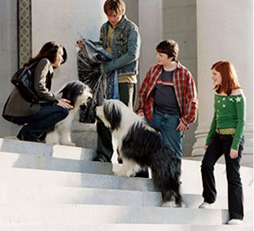 The Shaggy Dog (2006 film) The Shaggy Dog 2006 film Alchetron the free social encyclopedia