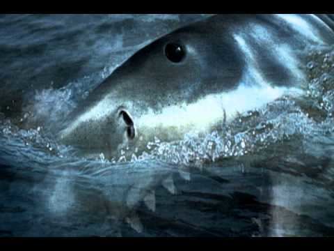 The Shark Is Still Working THE SHARK IS STILL WORKING JAWS DOCUMENTARY FROM BLU RAY CD