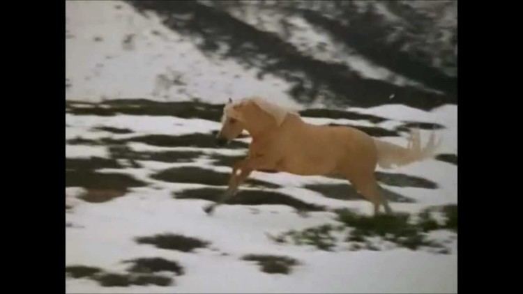 The Silver Brumby (1993 film) Silver Brumby trailer YouTube