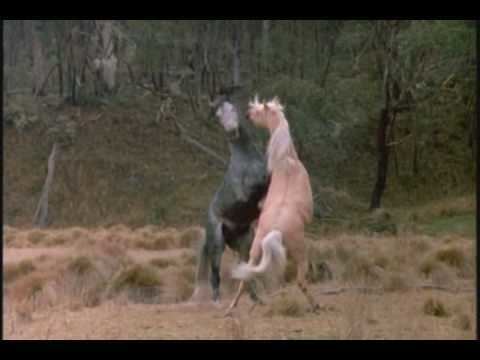 The Silver Brumby (1993 film) The Silver Brumby YouTube