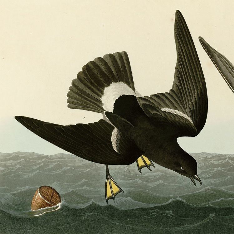 The Song of the Stormy Petrel