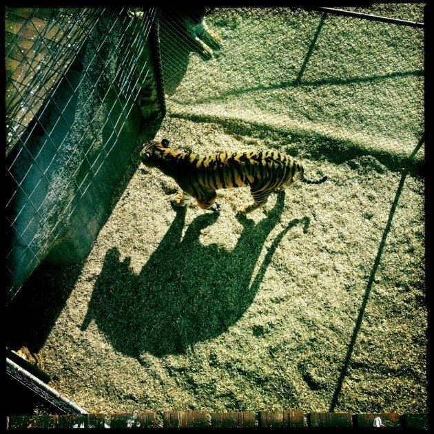 The Tigers Shadow Animals Siobhan Keleher Photography