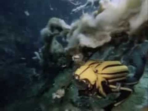 The Undersea World of Jacques Cousteau The Water Planet The Undersea World of Jacques Cousteau YouTube