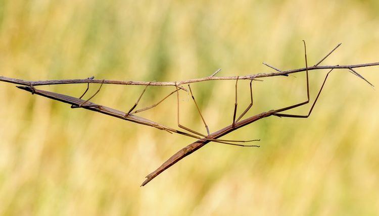 The Walking Stick Facts About the Walking Stick Bug Sciencing