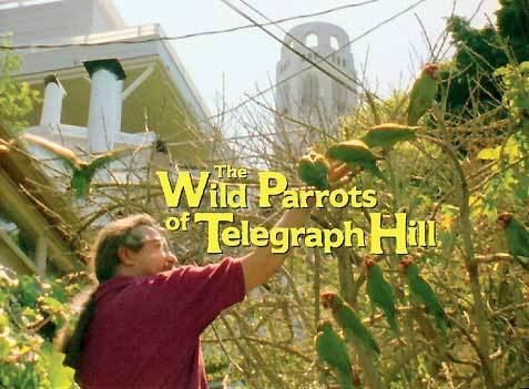 The Wild Parrots of Telegraph Hill Groucho Reviews The Wild Parrots of Telegraph Hill