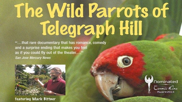 The Wild Parrots of Telegraph Hill THE WILD PARROTS OF TELEGRAPH HILL Trailer Deutsch Nominiert