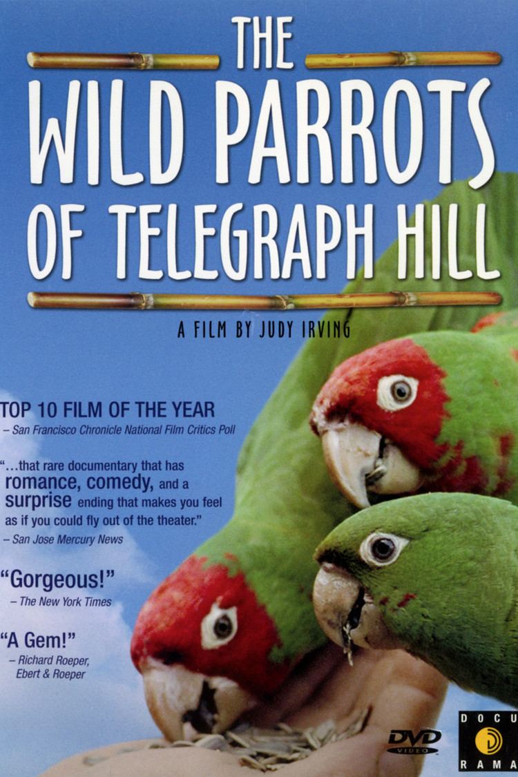 The Wild Parrots of Telegraph Hill wwwgstaticcomtvthumbdvdboxart34778p34778d