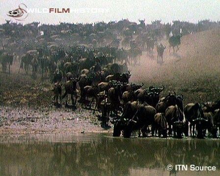 The Year of the Wildebeest WildFilmHistory The Year of the Wildebeest 1974