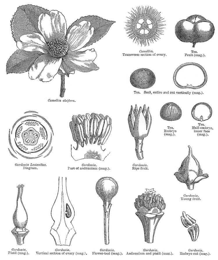 Theaceae - Alchetron, The Free Social Encyclopedia