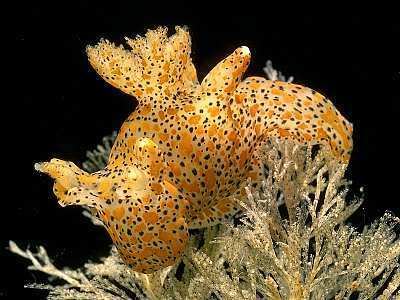 Thecacera Thecacera pennigera Marine Life Encyclopedia