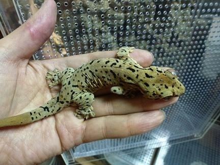 Thecadactylus oskrobapreinorum 1000 images about Gecko Species on Pinterest Kochi Lizards and Study