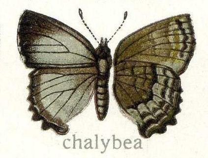 Thecla chalybeia
