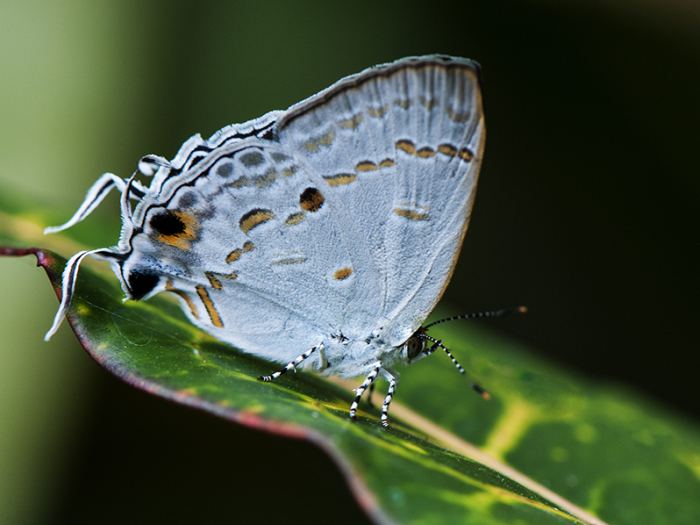 Theclinae Theclinae my butterfly collection