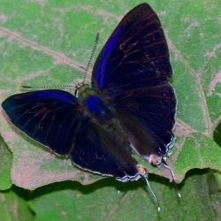 Theclinae Butterfliesltbrgt Lycaenidae The Blues ltbrgt Subfamily Theclinae