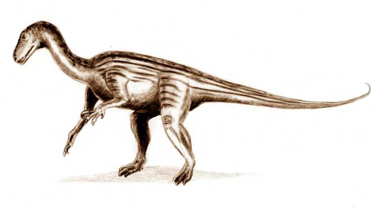 Thecodontosaurus httpsuploadwikimediaorgwikipediacommonsaa