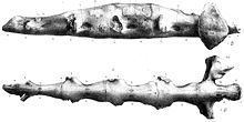 Thecospondylus httpsuploadwikimediaorgwikipediacommonsthu