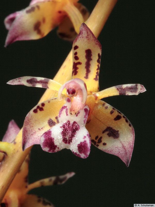 Thecostele Species Specific Forum Growing Orchids and Hybrids View topic