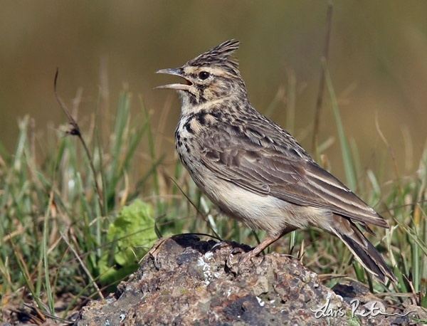 Thekla lark Thekla Lark Birds and wildlife of Ethiopia Bird images from