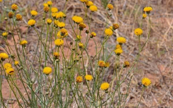 Thelesperma megapotamicum Hopi Tea Greenthread Southwest Desert Flora
