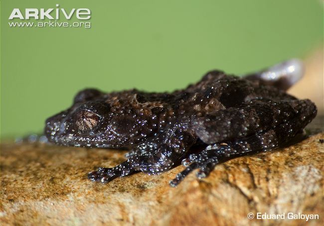 Theloderma Tonkin bugeyed frog videos photos and facts Theloderma corticale