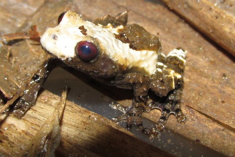 Theloderma asperum Pied Warty Frog Reptiles and Amphibians of Bangkok
