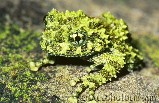 Theloderma corticale Mossy Frog Theloderma corticale Stock Image Z7000885 Science
