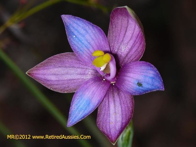 Thelymitra Orchids of Victoria Thelymitra matthewsii Spiral Sun Orchid