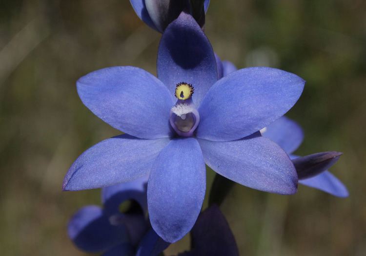 Thelymitra crinita Thelymitra crinita macrophylla graminea mucida cornicina Blue