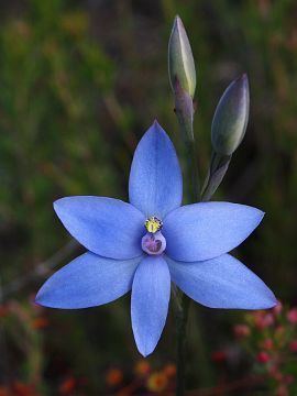 Thelymitra crinita Website of Tobias Westmeier Nature Orchids of Australia