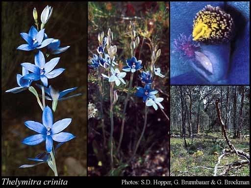 Thelymitra crinita Thelymitra crinita Lindl FloraBase Flora of Western Australia