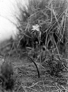 Thelymitra javanica httpsuploadwikimediaorgwikipediacommonsthu