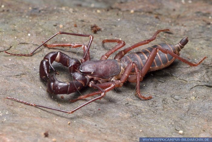 Thelyphonida Thelyphonida spec alias Whip Scorpion Hippocampus Bildarchiv