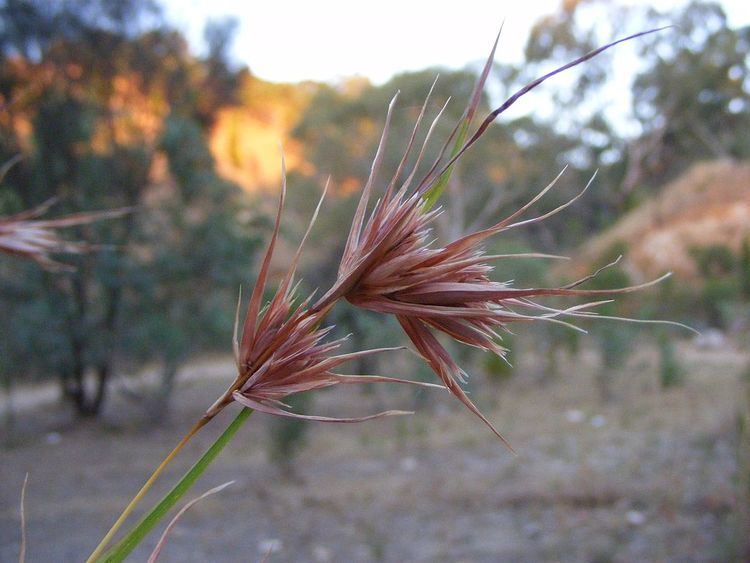 Themeda triandra Themeda triandra Wikipedia