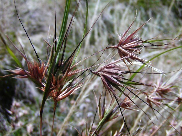 Themeda triandra Grass Themeda triandra NRC Gawler